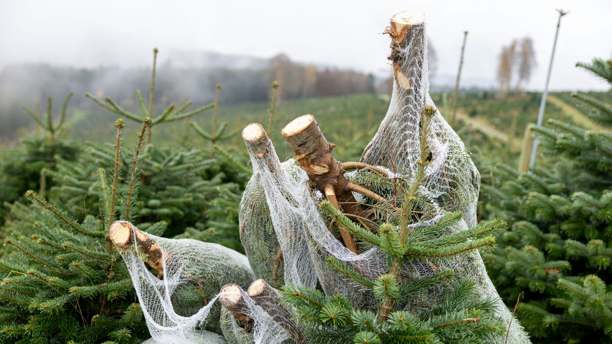 Zahlreiche Bäume auf einer Plantage. Im Vordergrund sind mehrere Bäume abgesägt und in Netze eingepackt aufgestellt.