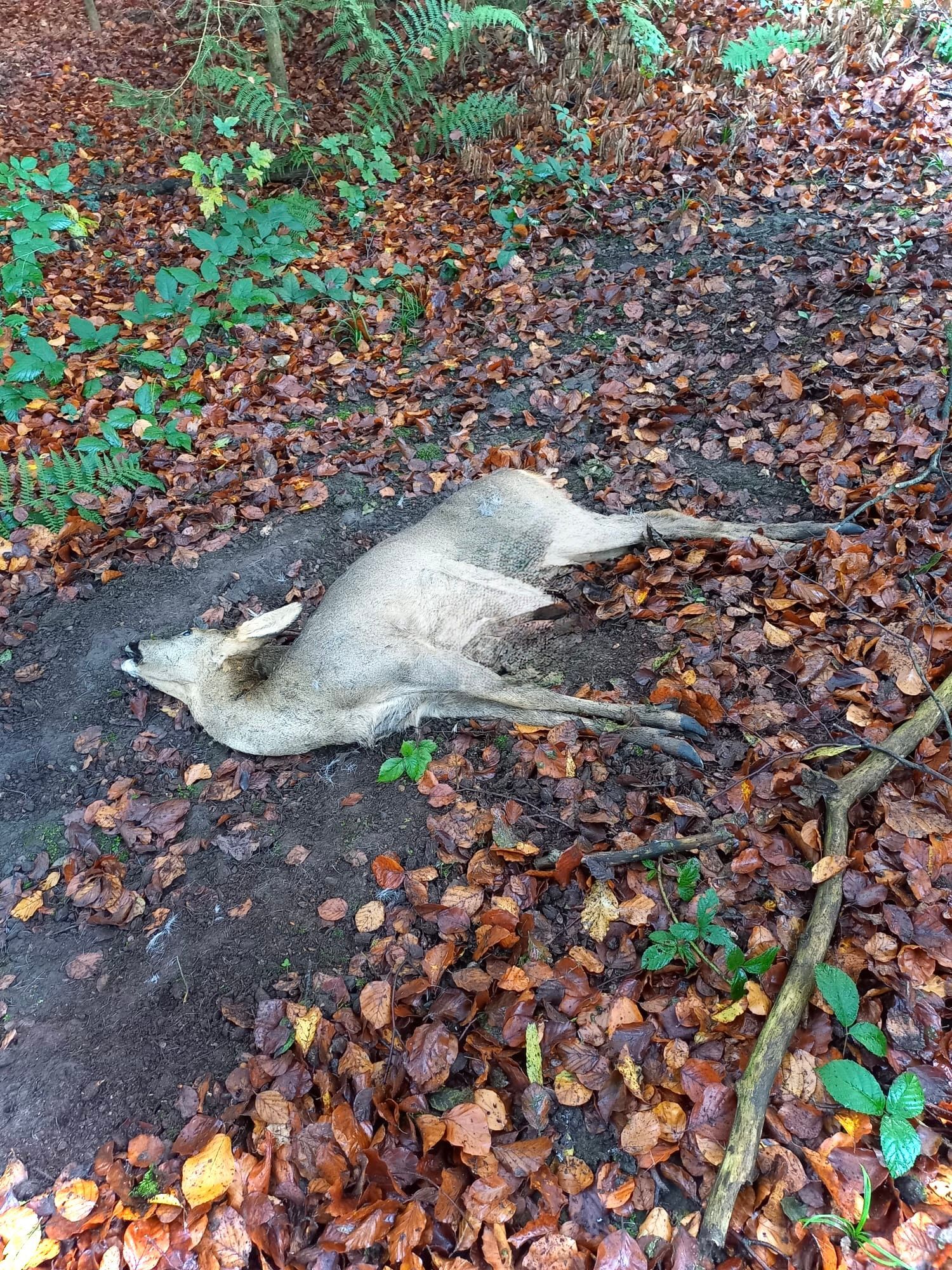 Ein gerissenes Reh liegt im Wald.