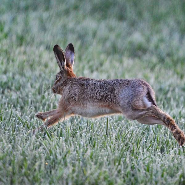 Ein Feldhase (Lepus europaeus) springt am über ein Feld.