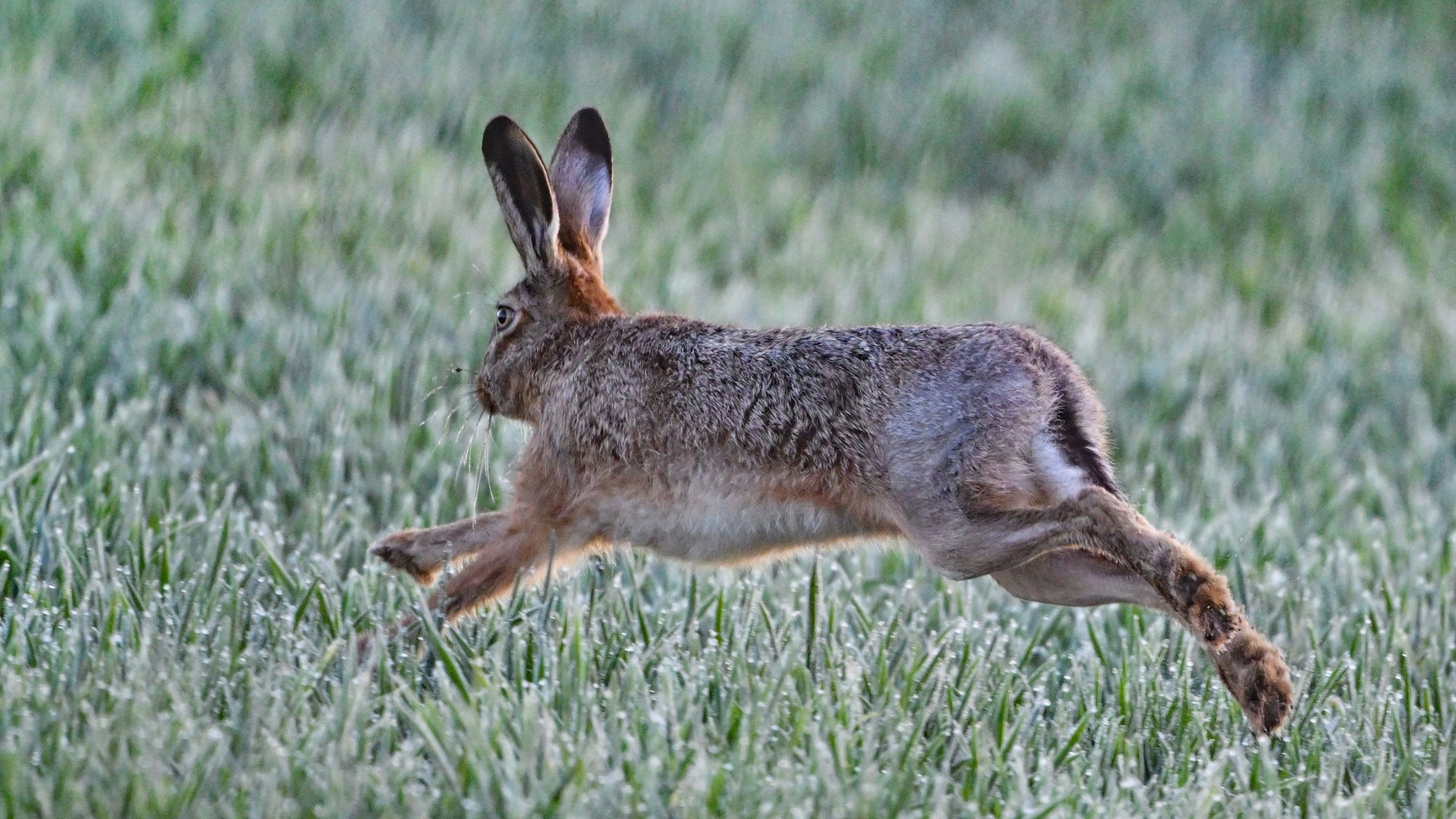 Ein Feldhase (Lepus europaeus) springt am über ein Feld.