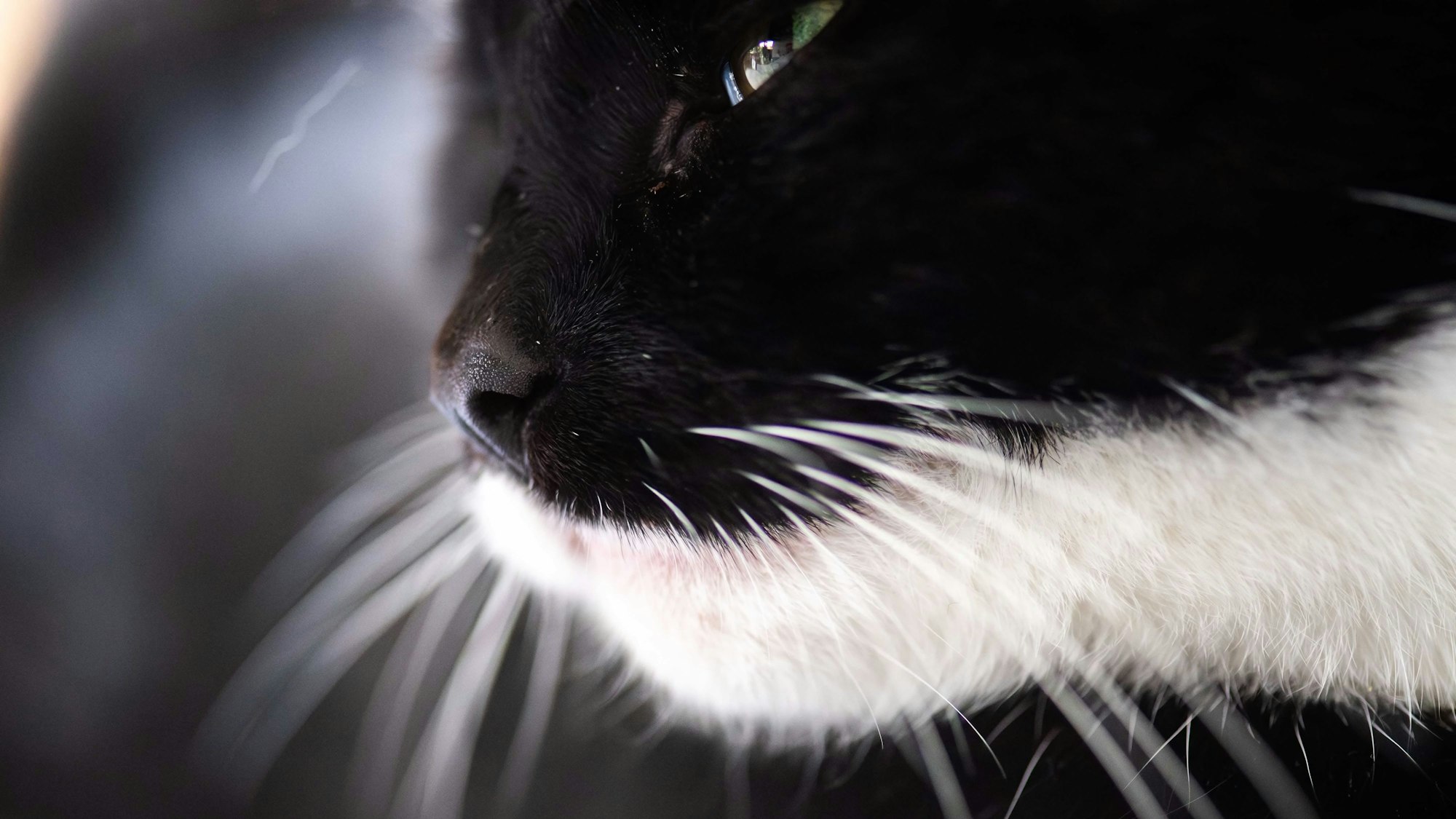 Symbolfoto von einer schwarz-weißen Katze.