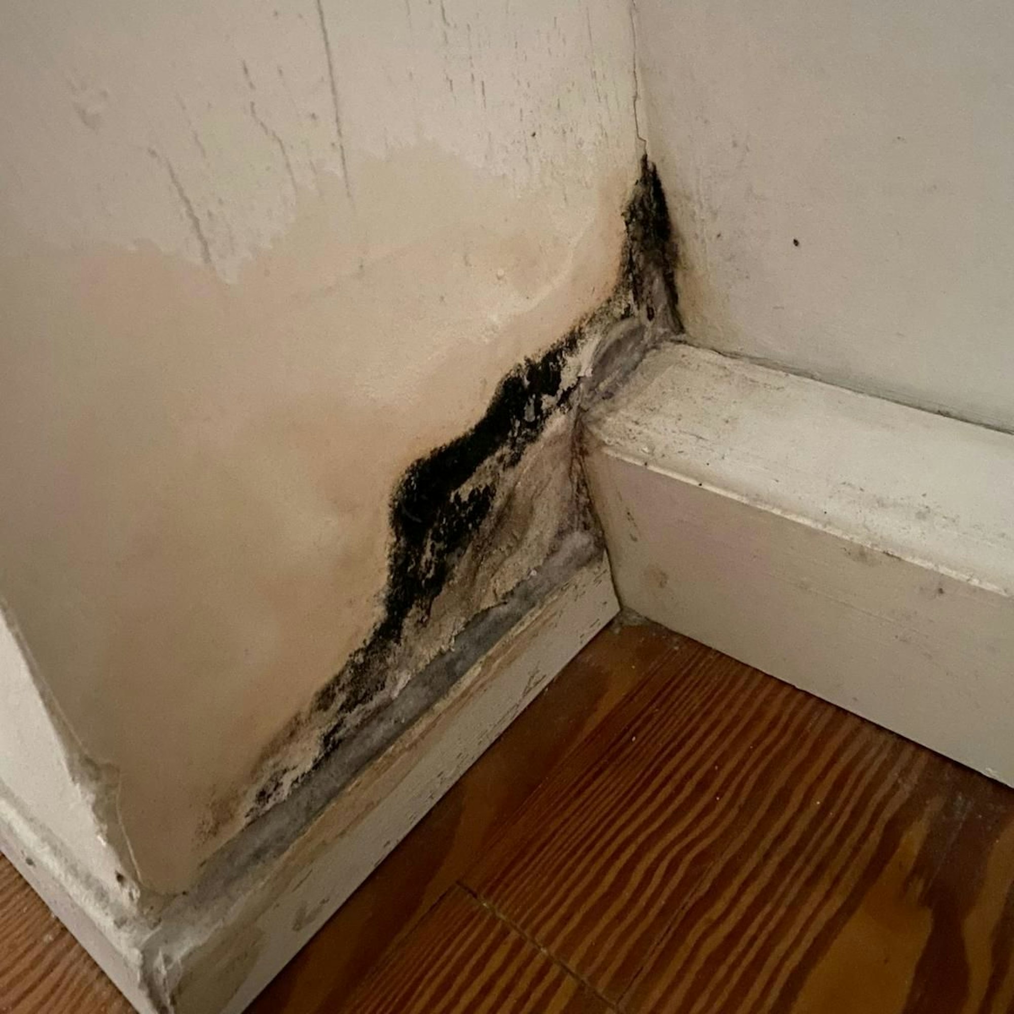 Bonner Vermieter zockt STudentinnen ab - Text von Christian Düring