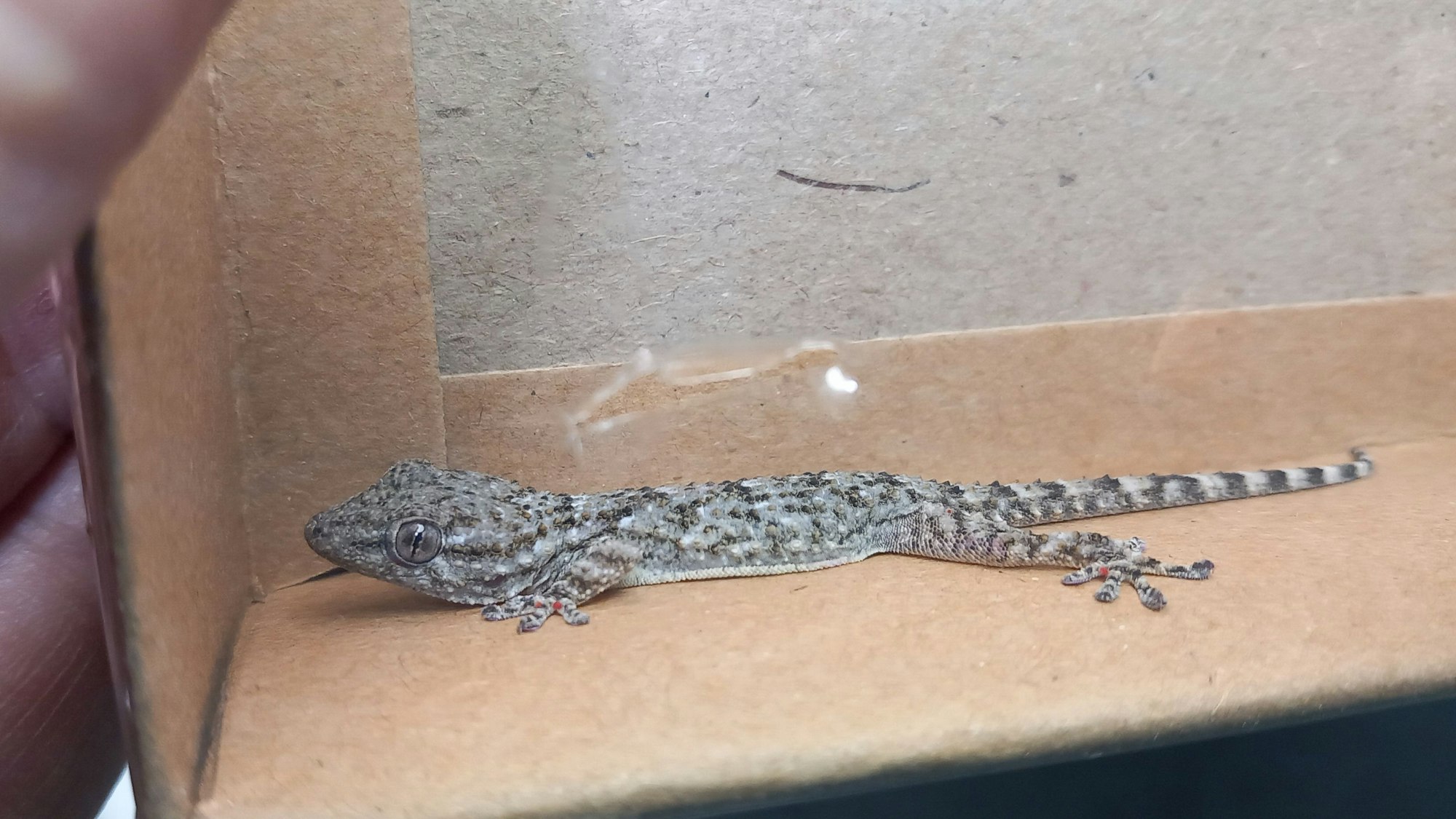Ein grau-brauner Gecko sitzt in einem Pappkarton.