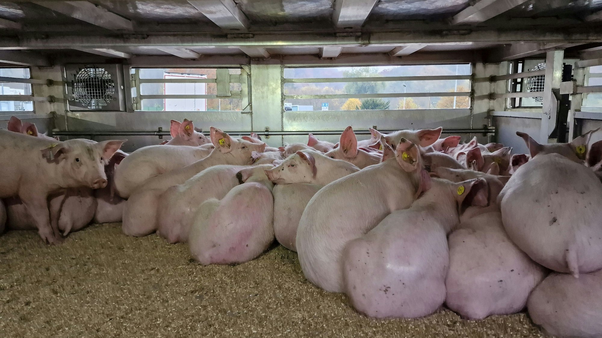 In einem an der Autobahn 3 gestoppten Tiertransporter liegen zahlreiche Schweine.