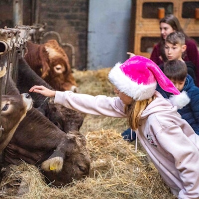 Das Bild zeigt eine Schülerin, die ein Kälbchen streichelt