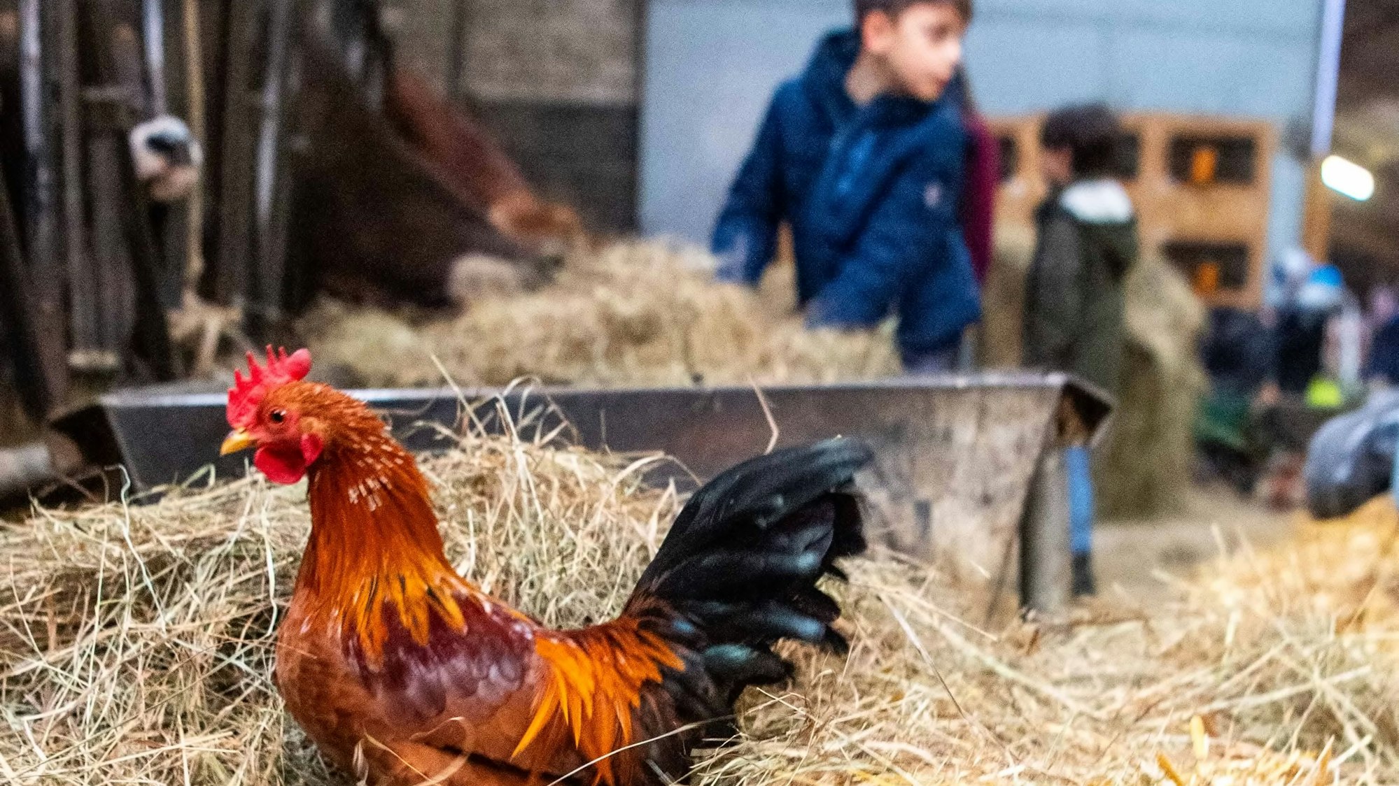 Das Bild zeigt einen Hahn, der im Stroh sitzt. Er ist in der Bauernhof-Klasse fotografiert worden.