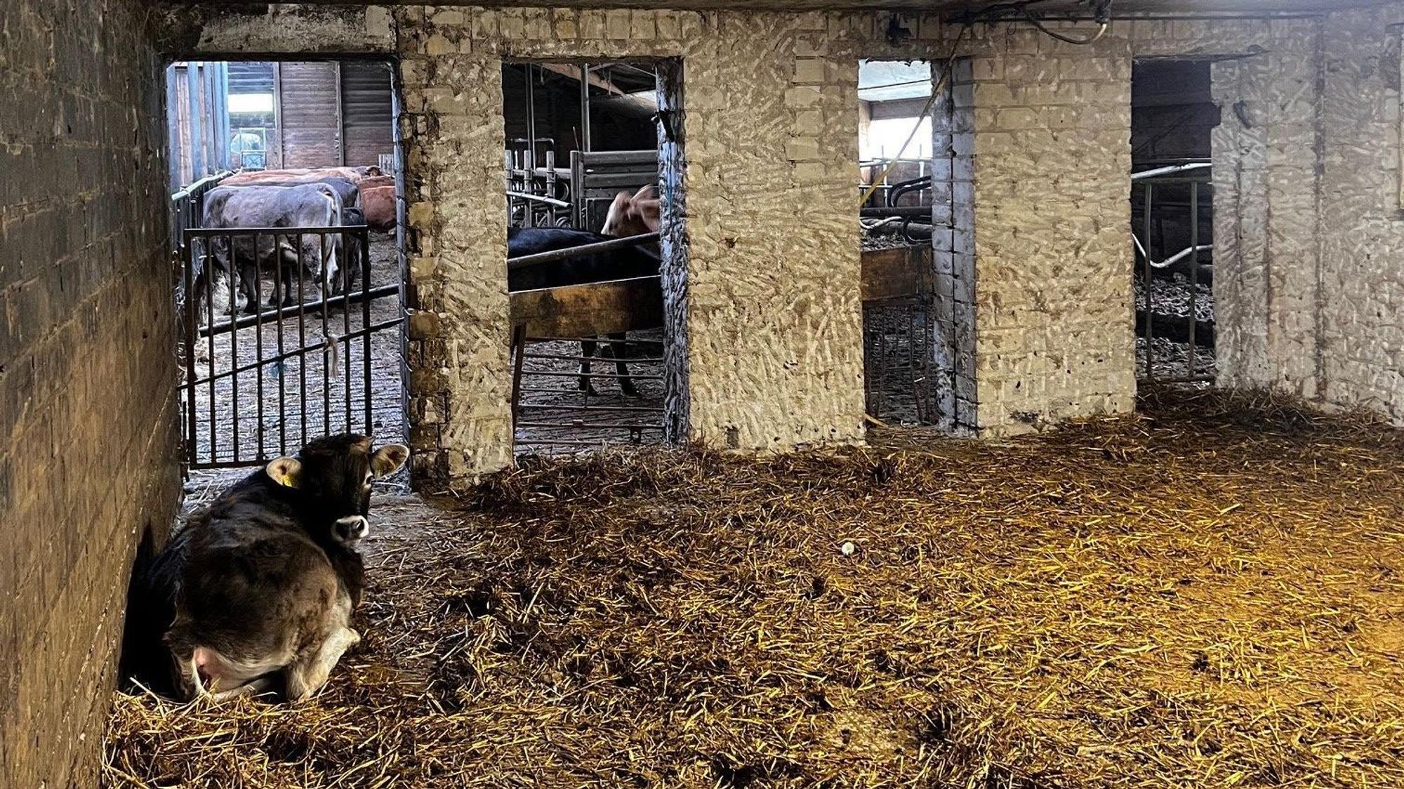 Das Bild zeigt ein Kalb, das auf dem Boden liegt. Im Hintergrund sind ausgewachsene Tiere zu sehen.