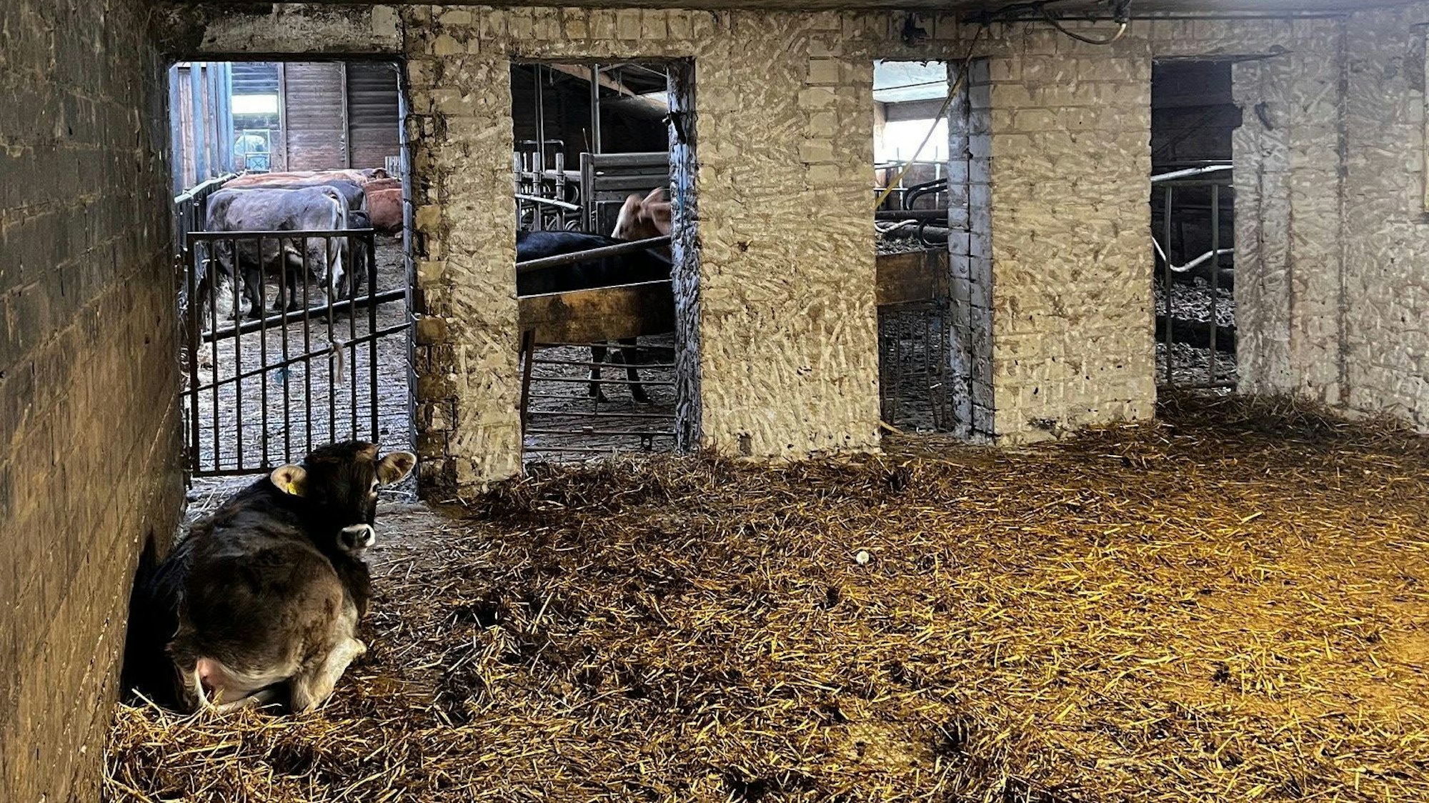 Das Bild zeigt ein Kalb, das auf dem Boden liegt. Im Hintergrund sind ausgewachsene Tiere zu sehen.