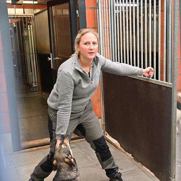 Das Foto zeigt den Hundezwinger im Tierheim Kürten