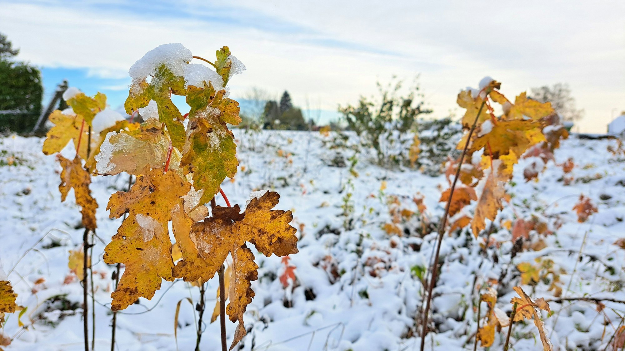 Laub unter Schnee in Overath-Heiligenhaus.