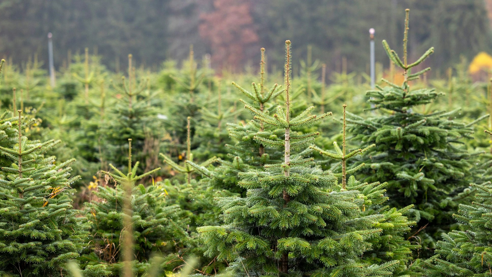 Bei der Eröffnung der Christbaumsaison 2024 im Christbaumdorf Mittelsinn sind zahlreiche Weihnachtsbäume zu sehen.