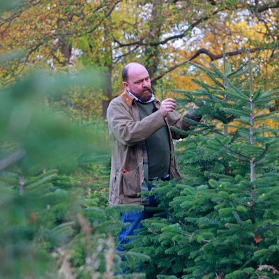Ein Plantagenbetreiber kontrolliert die Qualität einer Nordmanntanne.