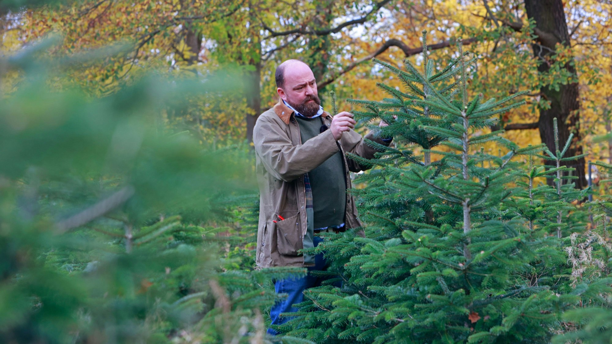 Ein Plantagenbetreiber kontrolliert die Qualität einer Nordmanntanne.