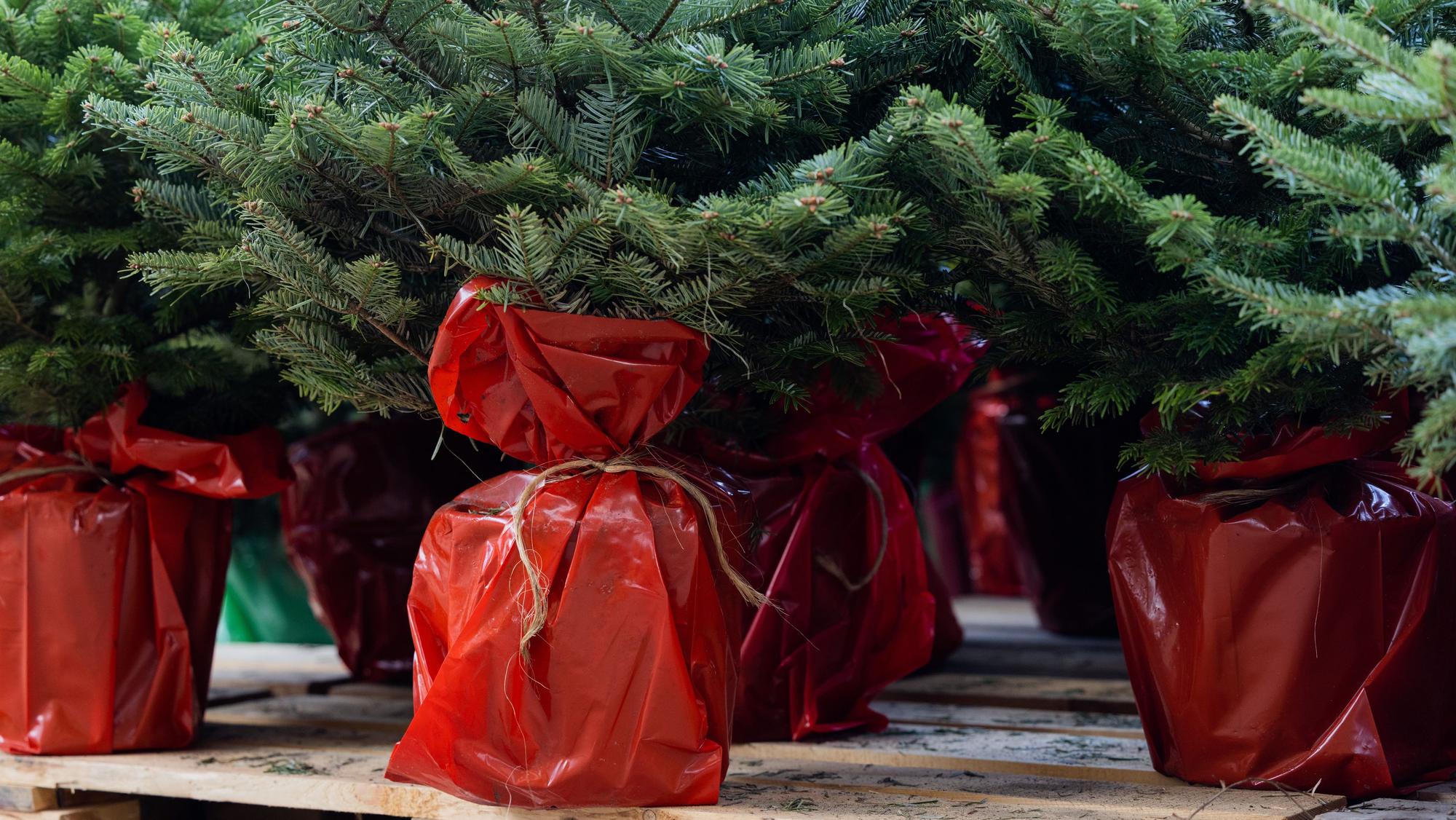 Weihnachtsbäume mit Wurzeln im Topf zum späteren einpflanzen stehen auf Paletten.