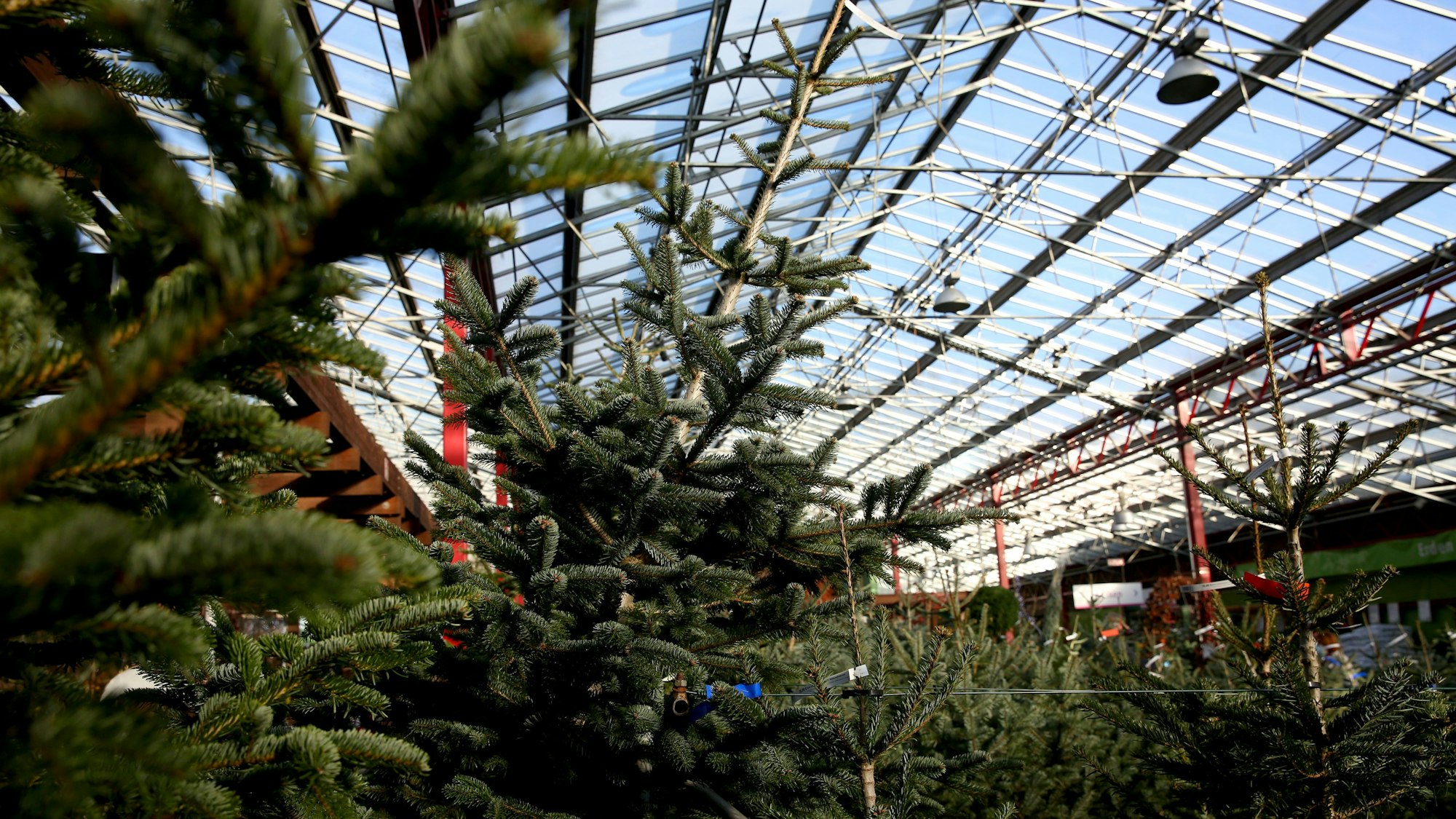Weihnachtsbäume im Dinger's Gartencenter in Köln.