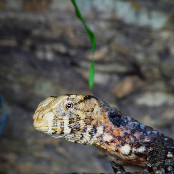 Sechs Jungtiere sind im Kölner Zoo zur Welt gekommen.