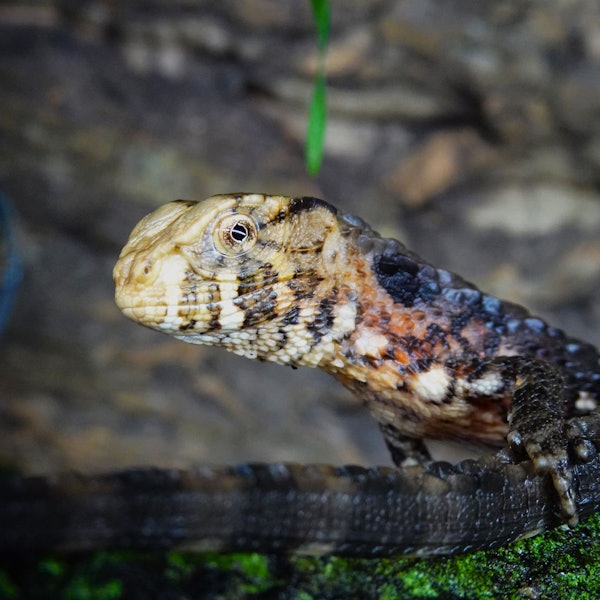 Sechs Jungtiere sind im Kölner Zoo zur Welt gekommen.
