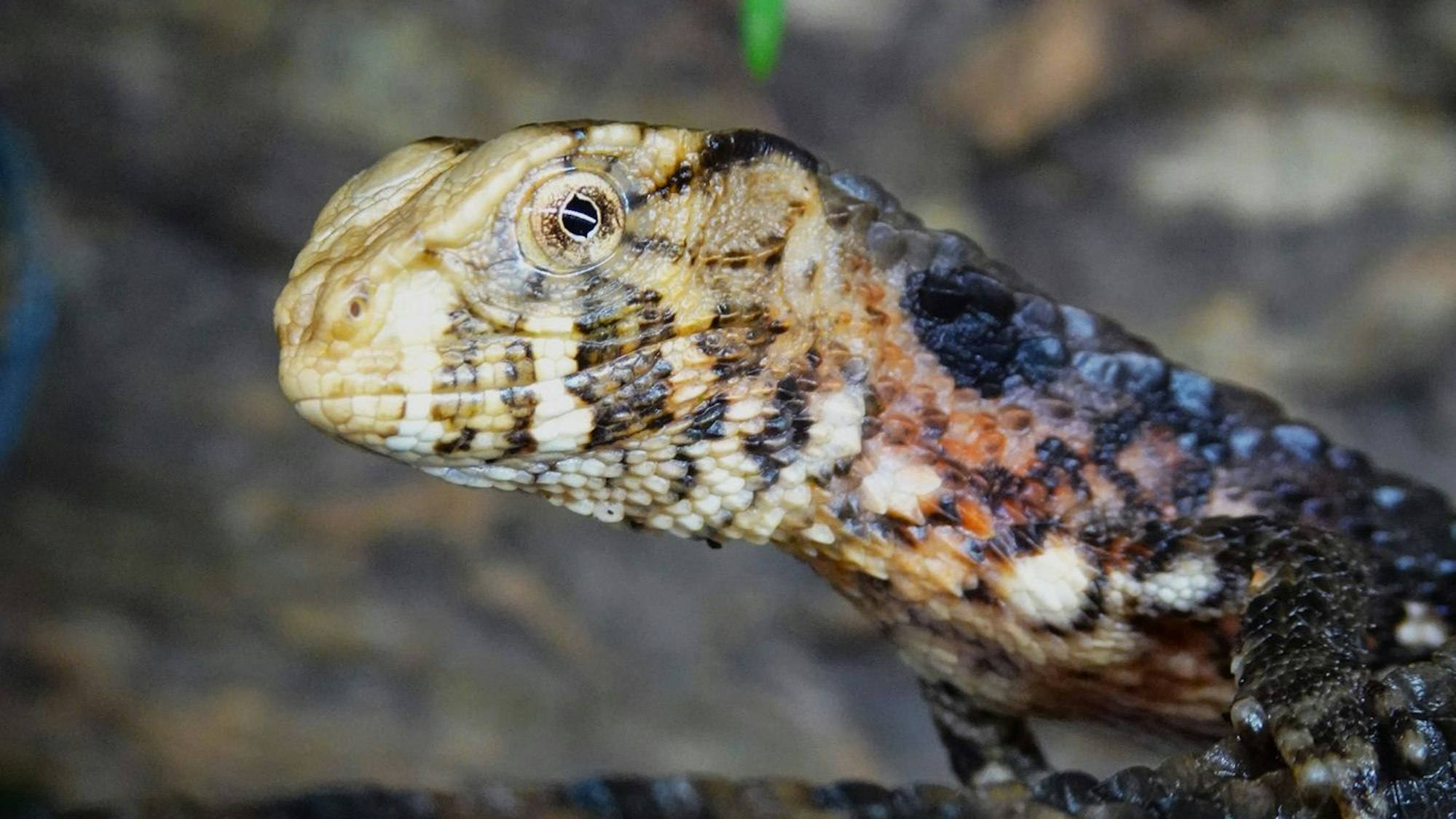 Sechs Jungtiere sind im Kölner Zoo zur Welt gekommen.