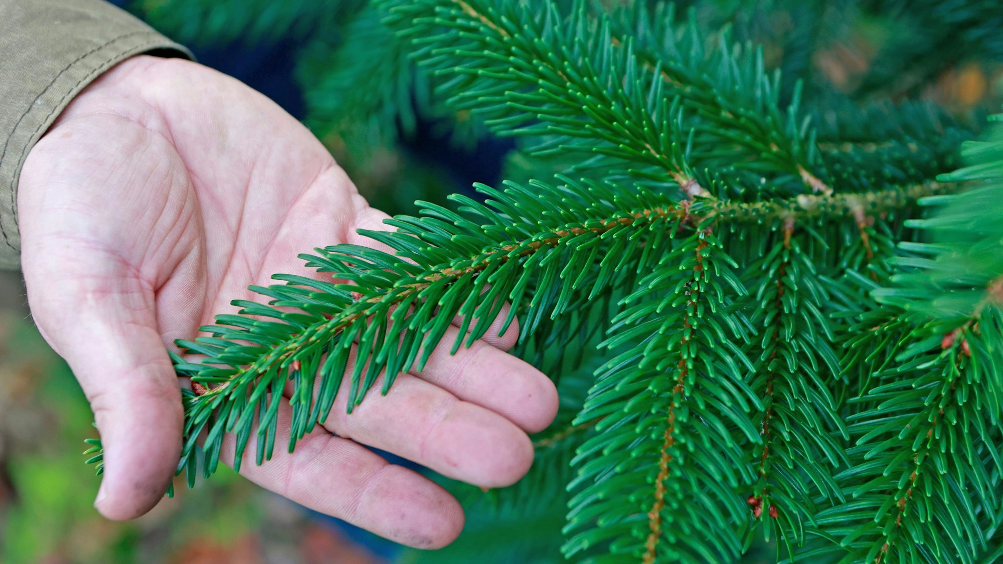 Grüne Zweige und eine dreieckförmige Wuchsform wie hier zeichen einen guten Weihnachtsbaum aus.