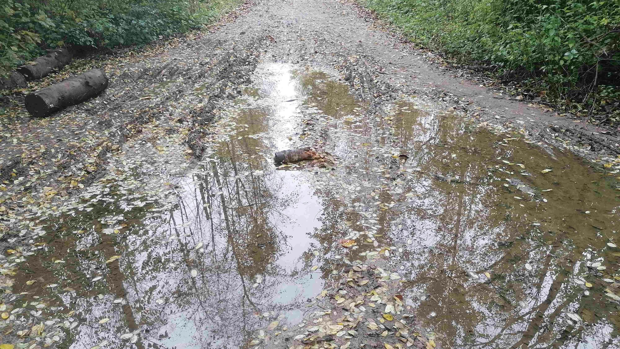 Das Foto zeigt eine tiefe Schlammpfütze auf einem Waldweg.