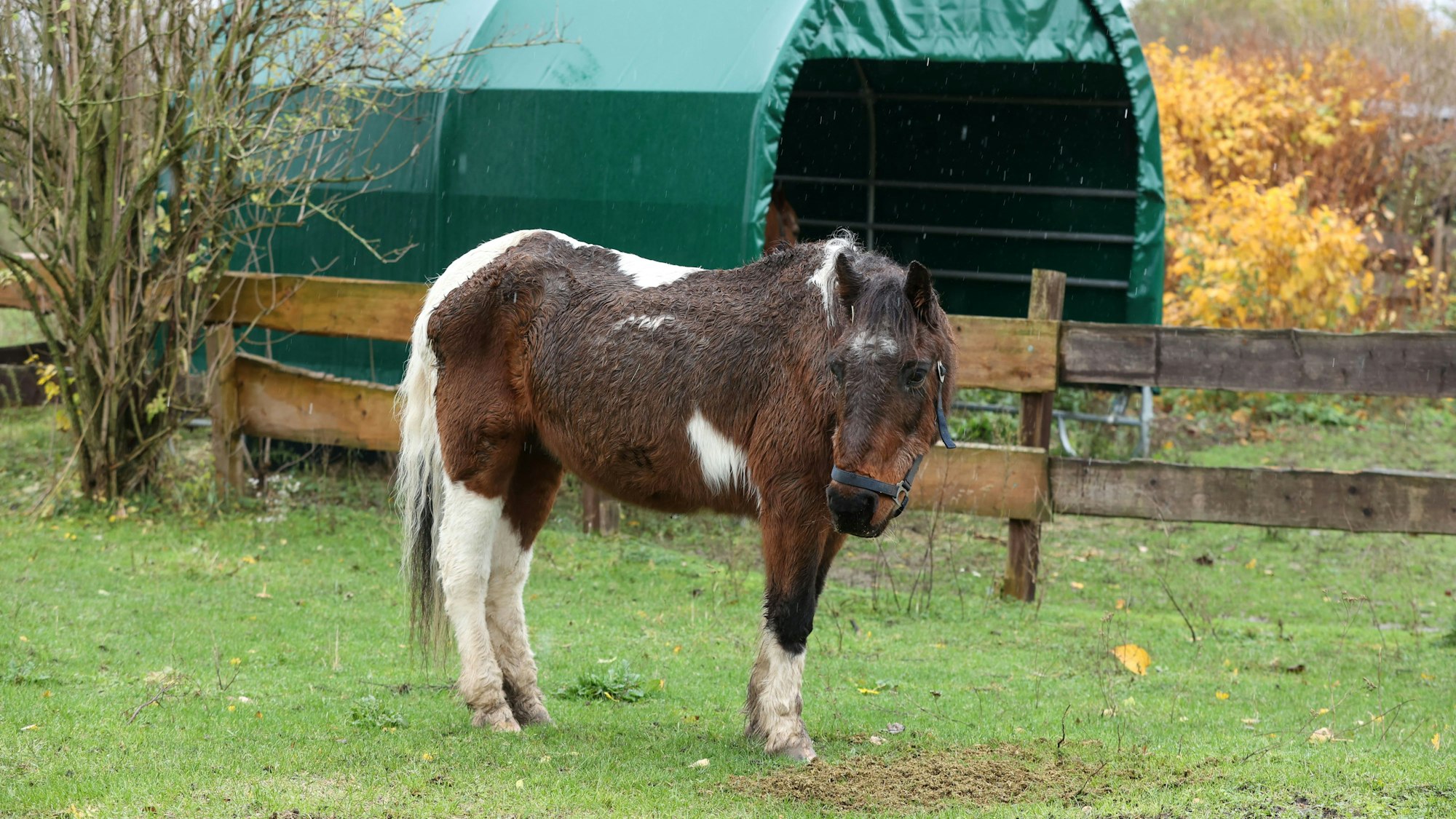 Ein nasses Pony steht auf einer Weide.