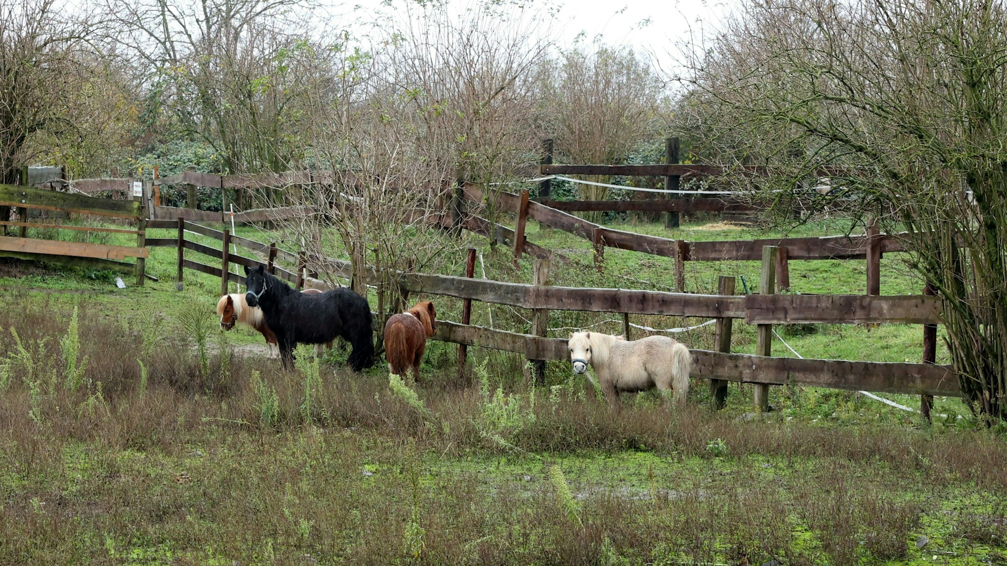 Eine Weide mit vier Ponys.