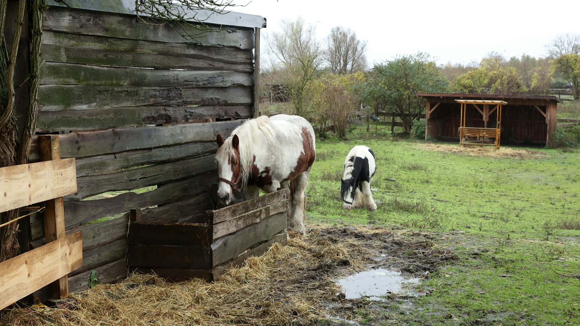 Zwei gescheckte Ponys stehen auf einer Weide.