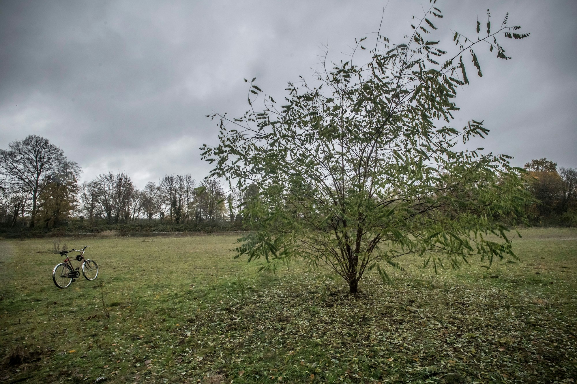 Man sieht dem alten Fußballfeld des BV Wiesdorf von 1920 im Stadtpark nicht an, dass das mal ein Ascheplatz war. Foto: Ralf Krieger