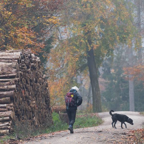 Das Foto zeigt eine Spaziergängerin, die mit ihrem Hund durch den nebligen Herbstwald geht.