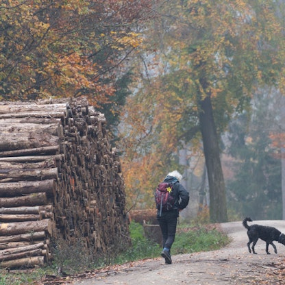 Das Foto zeigt eine Spaziergängerin, die mit ihrem Hund durch den nebligen Herbstwald geht.