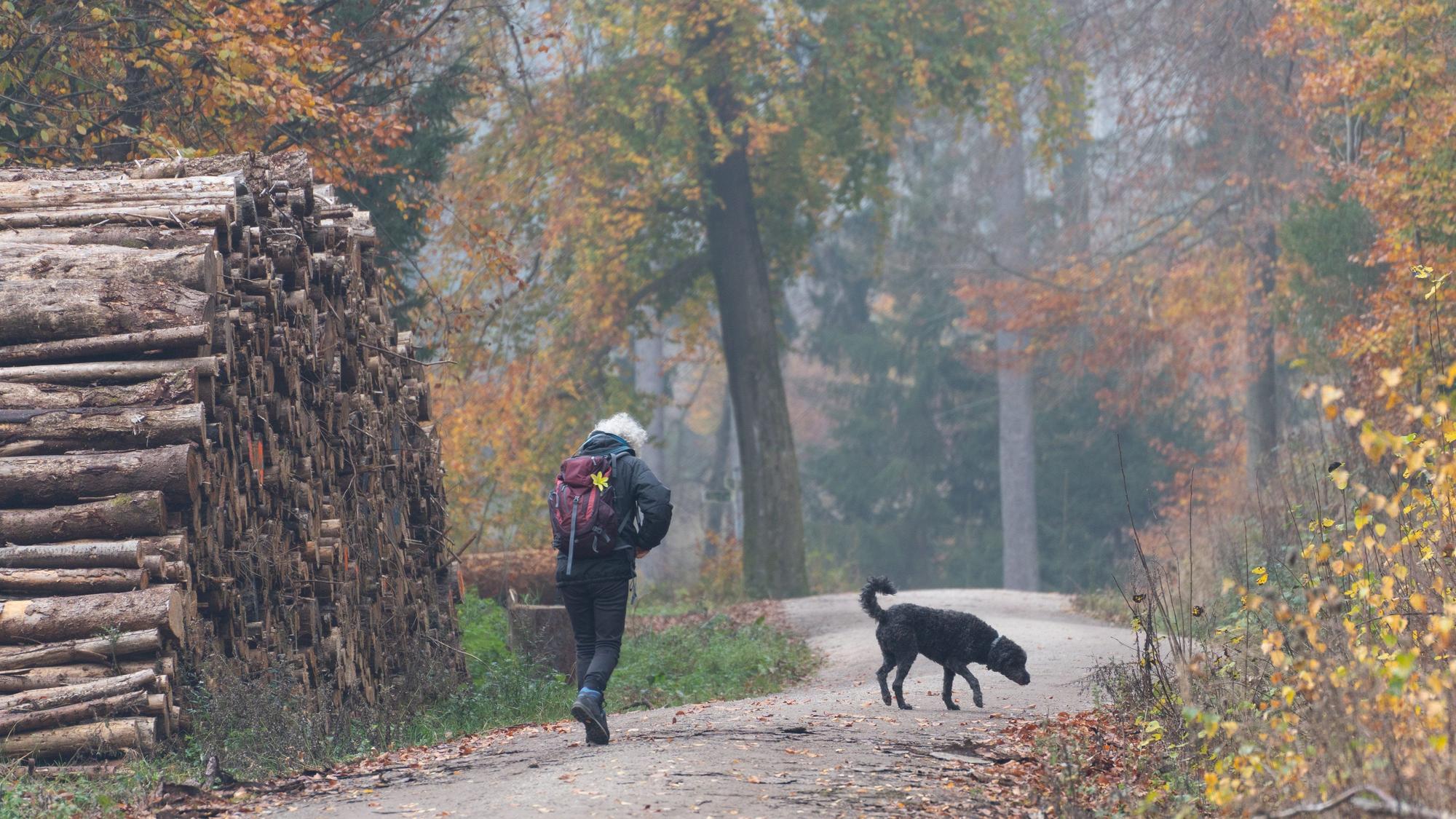 Das Foto zeigt eine Spaziergängerin, die mit ihrem Hund durch den nebligen Herbstwald geht.