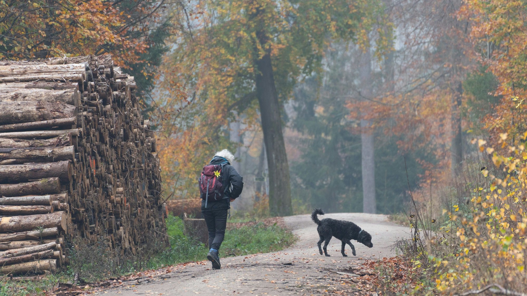 Das Foto zeigt eine Spaziergängerin, die mit ihrem Hund durch den nebligen Herbstwald geht.