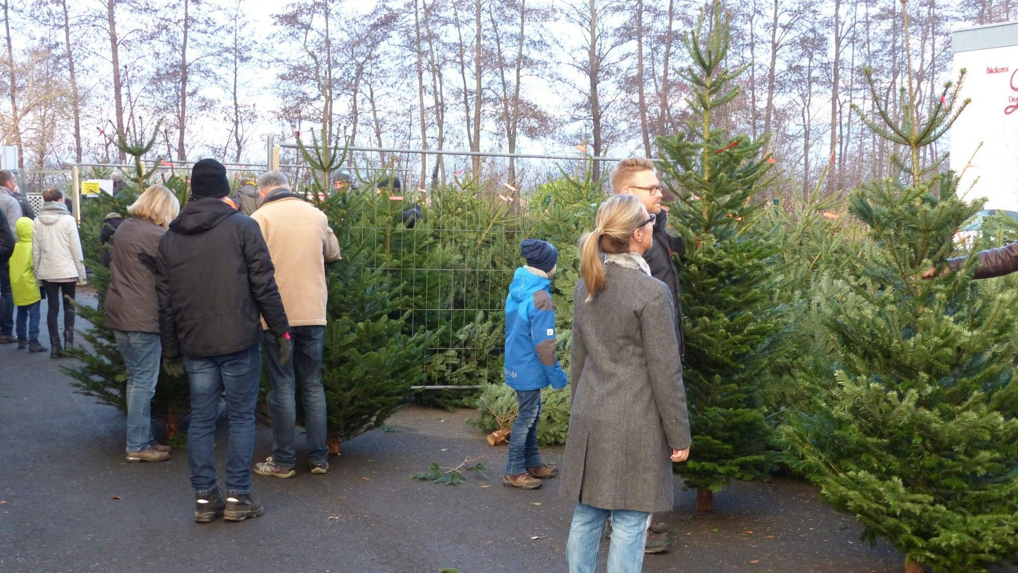 Mehrere Personen laufen an Weihnachtstannen vorbei und begutachten sie.