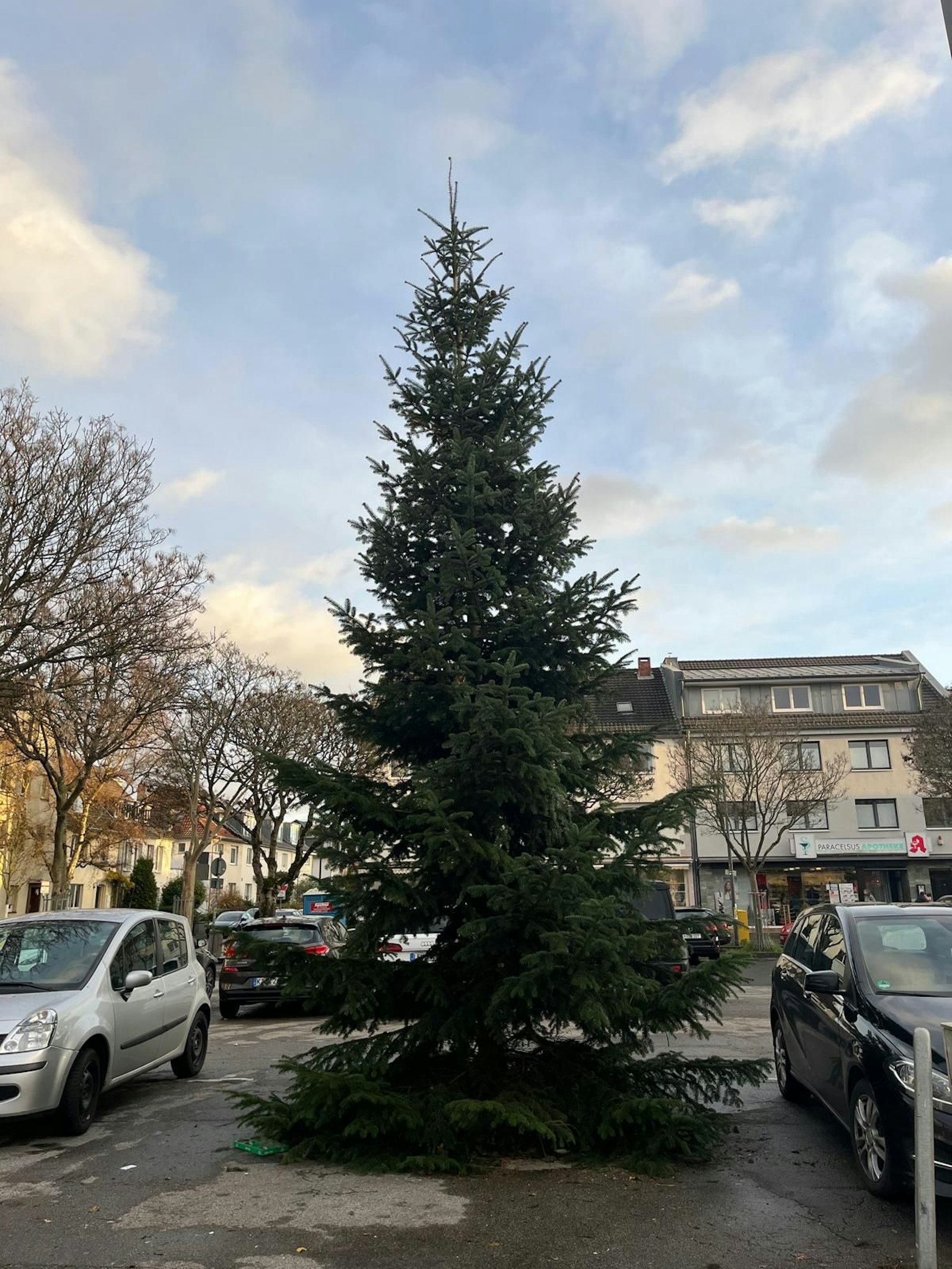 Eine sehr stattliche Tanne steht in der Mitte eines Parkplatzes.