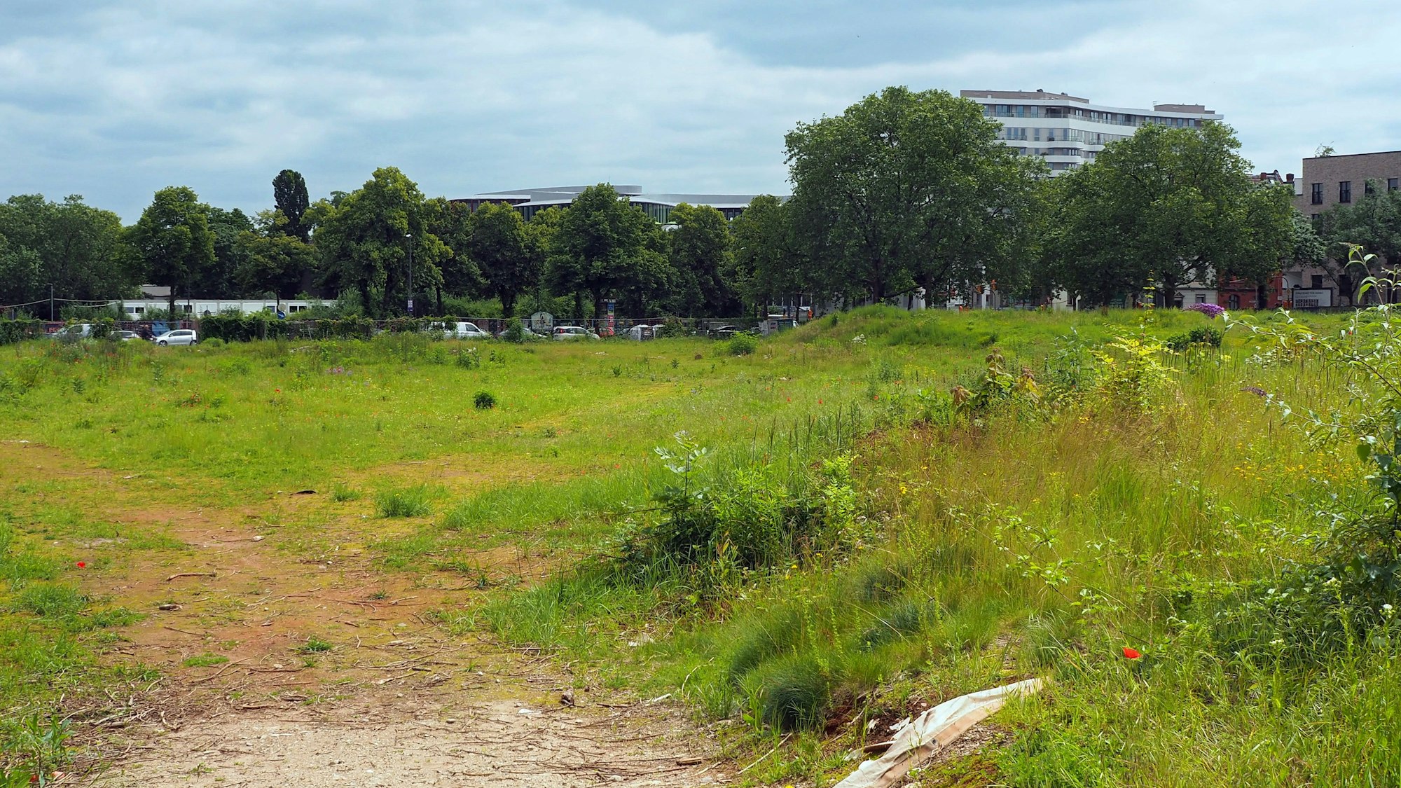 Zu sehen ist die Grünfläche an der Alteburger Straße in Bayenthal, auf der der Interimsstandort für die Europaschule errichtet werden soll.