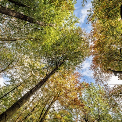 Kronen von Bäumen im sauerländischen Arnsberg.