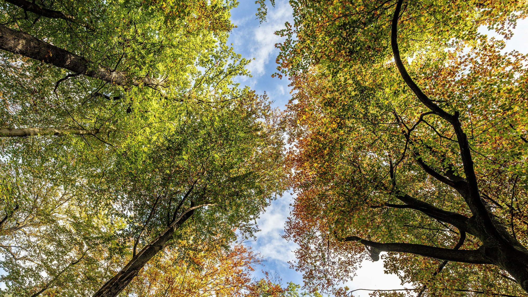 Kronen von Bäumen im sauerländischen Arnsberg.