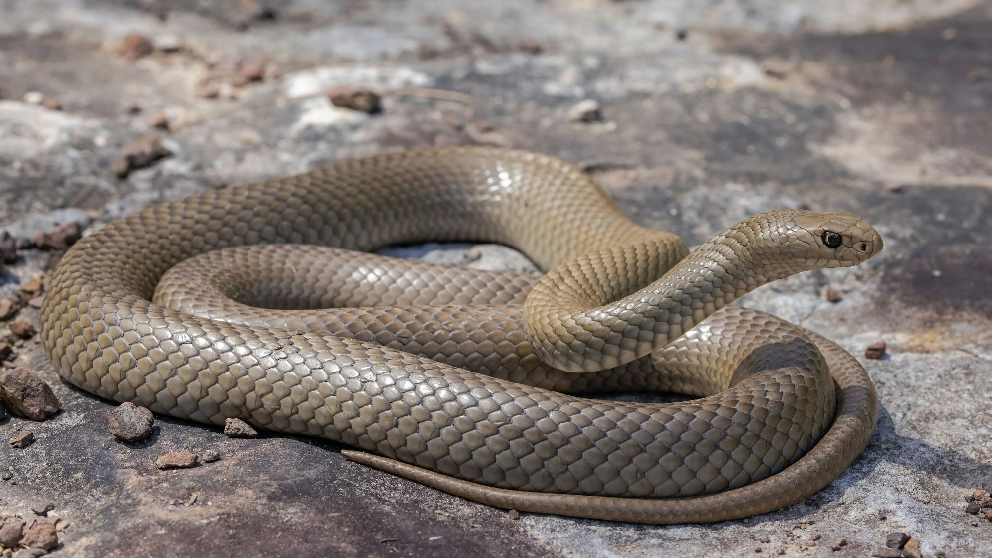Die Braunschlange gehört zu den giftigsten Schlangen der Welt.
