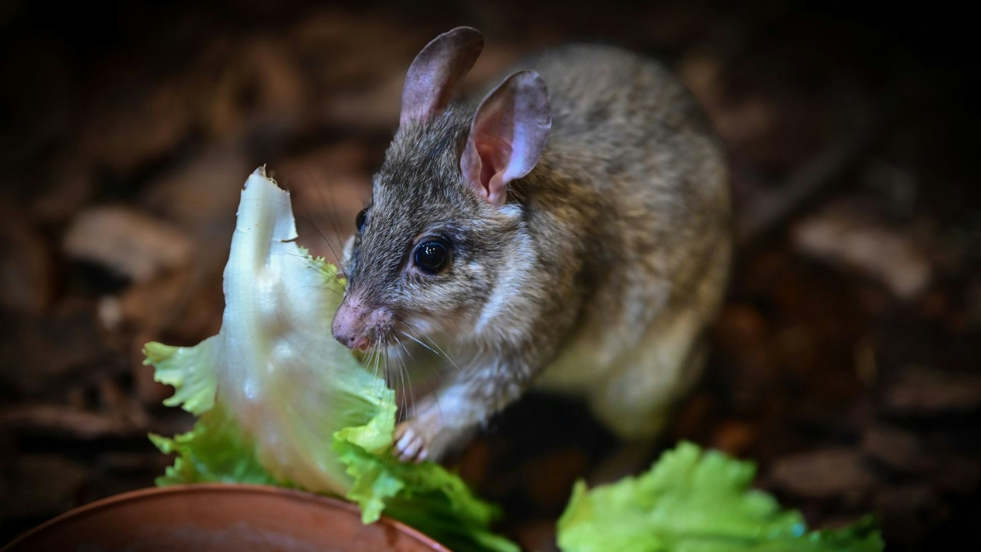 Madagaskar-Springratte Ako isst ein Salatblatt