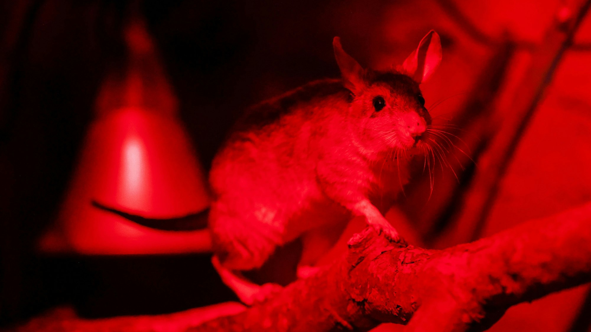 Eine Madagaskar-Springratte klettert auf einen Ast.