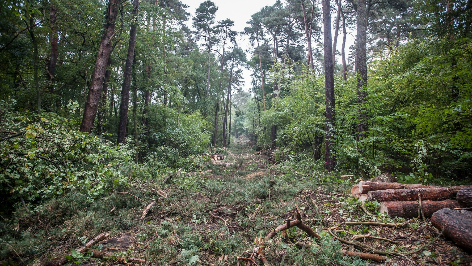 Schneise für die Ferngasleitung nahe der Waldsiedlung