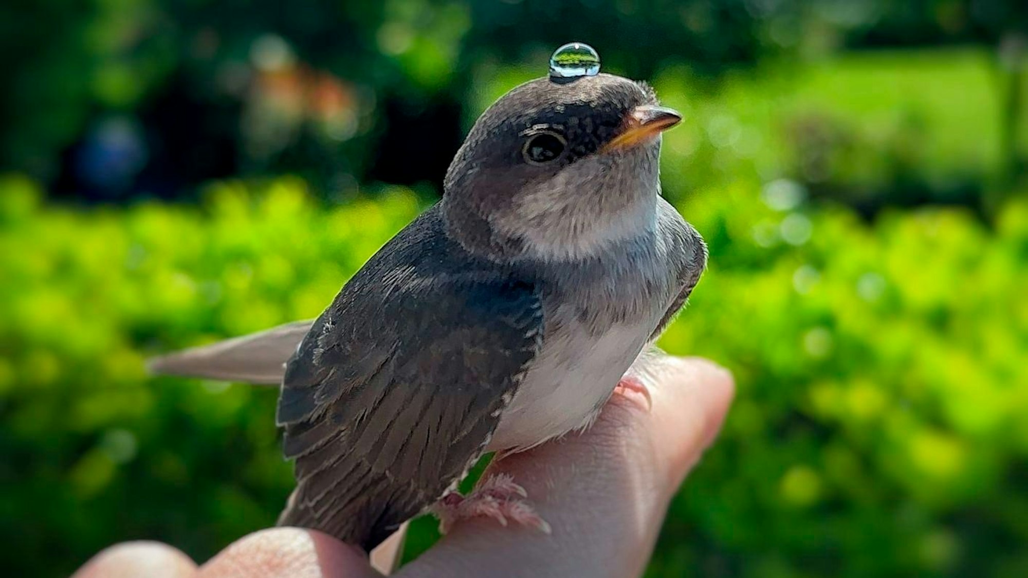 Ein Wassertropfen liegt auf dem Kopf eines Vogels, der auf einem Finger sitzt.