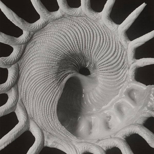 Eine weiße Muschel vor schwarzem Grund