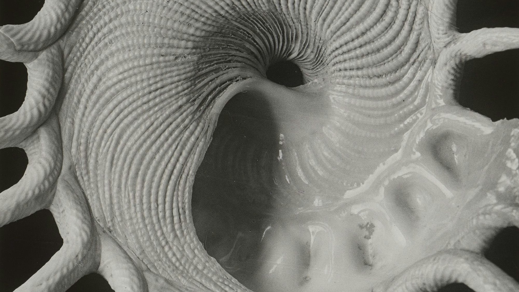 Eine weiße Muschel vor schwarzem Grund