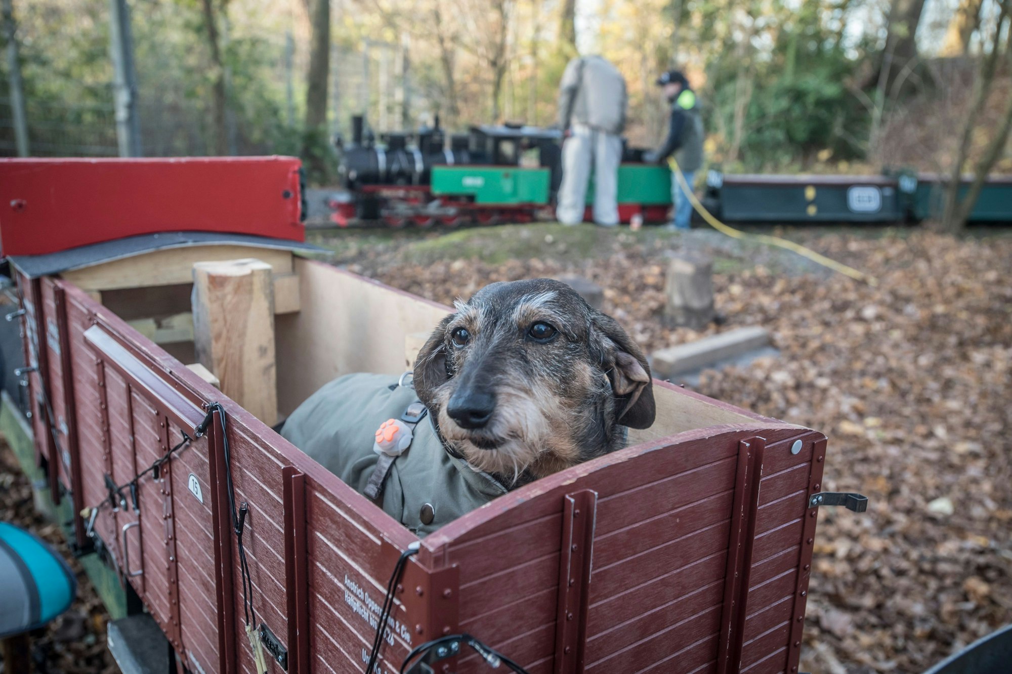 Jetzt ist Winterpause für die Dampfbahn im Stadtpark. Am letzten Fahrtag 2024 durfte Dackel kessy mitfahren. Foto: Ralf Krieger