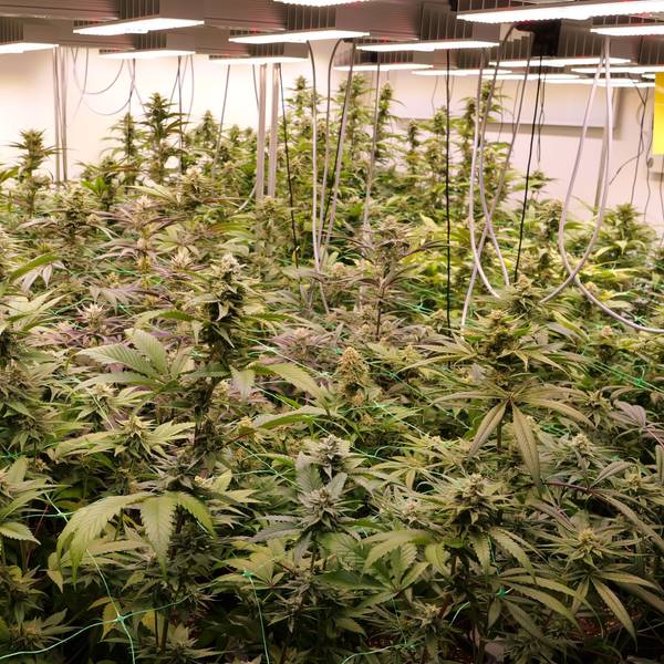 Ein Raum mit Cannabis-Pflanzen, die unter Lampen stehen.