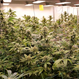 Ein Raum mit Cannabis-Pflanzen, die unter Lampen stehen.