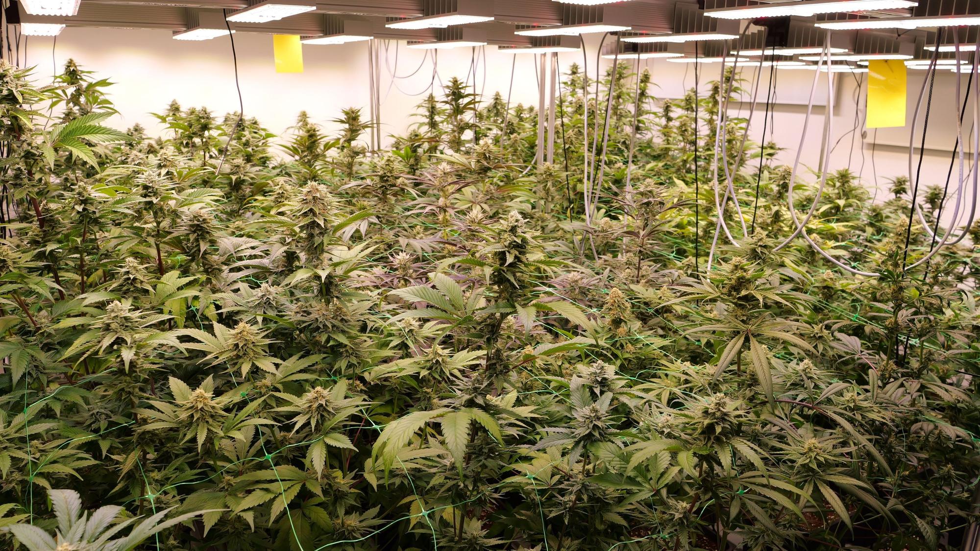 Ein Raum mit Cannabis-Pflanzen, die unter Lampen stehen.