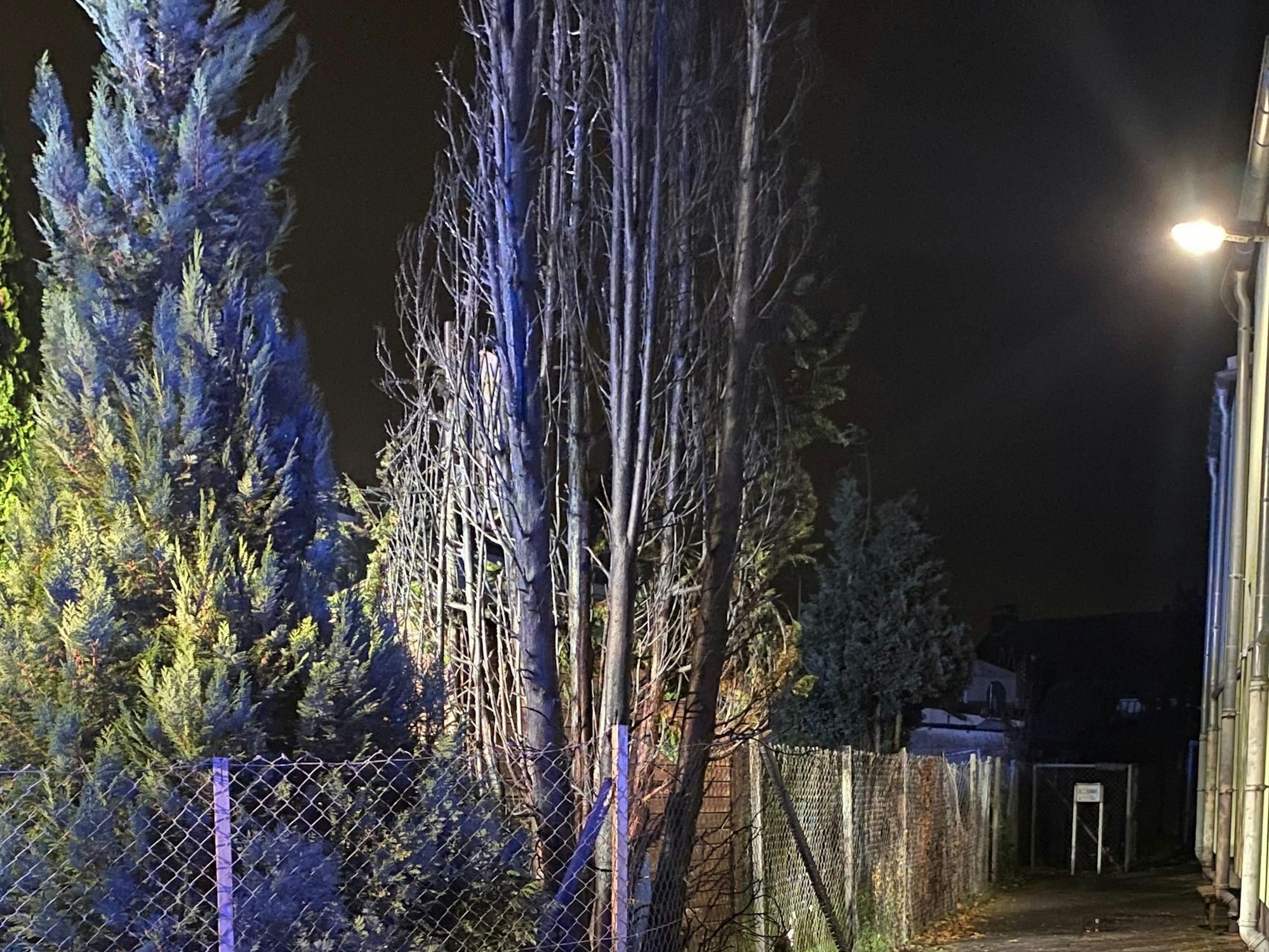 Eine verkohlte Konifere.