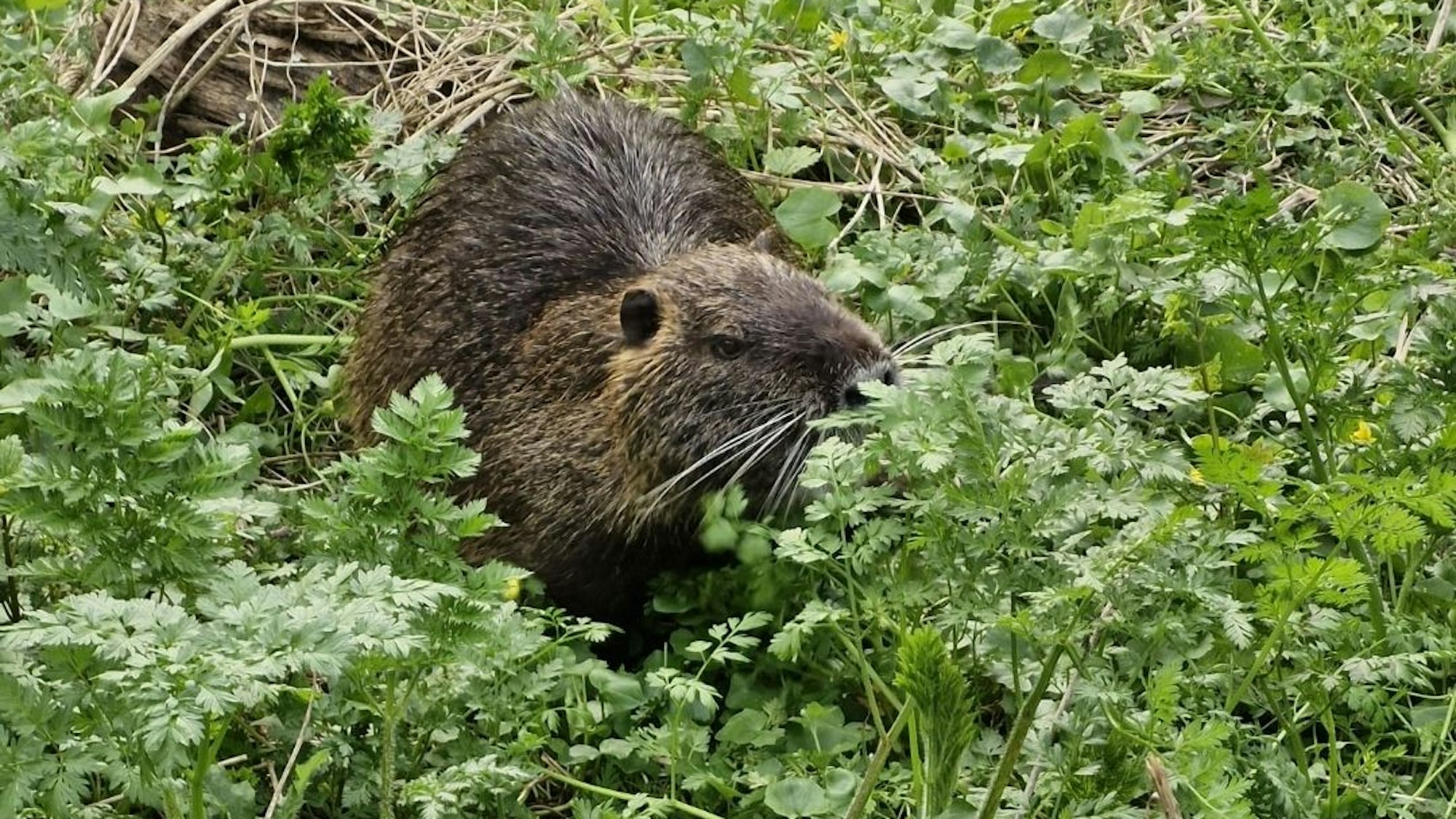 Bisamratte an der Groov.